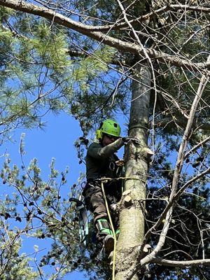 Will topping a large white pine