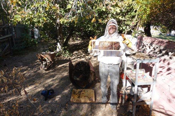 Nathan moving comb from a feral honey bee colony into a frame to be placed in a new traditional hive.