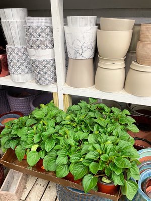 Peperomias and pots