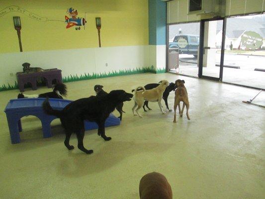 Daycare & Boarding