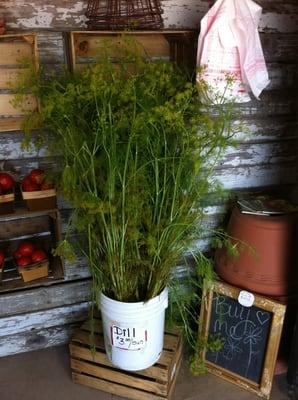 Fresh Dill...$3 a Bunch! That's some tall dill.