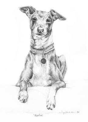 MONTY - Italian Greyhound