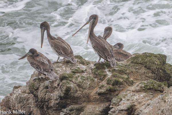 Bodega Head brown pelicans enjoying the cool ocean air.