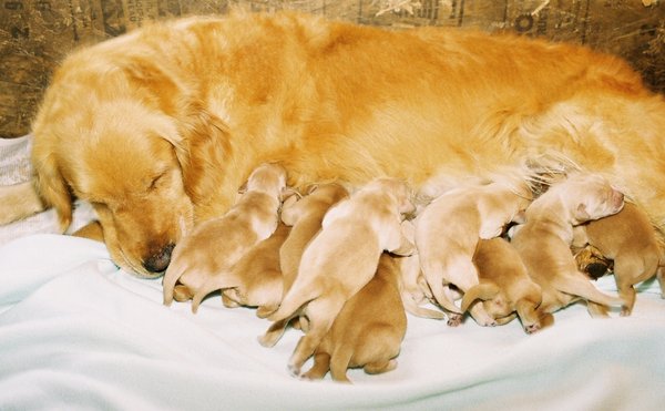 Our Sanity Retreat Golden Retrievers