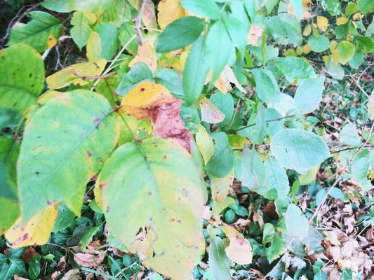 Poison ivy in the fall.