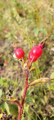 Rose hips ready for fall harvest