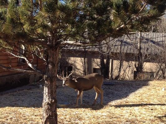 Deer hangout nearby the cabins