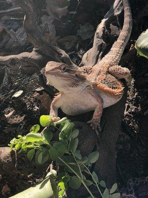 Ace our Bearded dragon eats greens mixed with super worms.