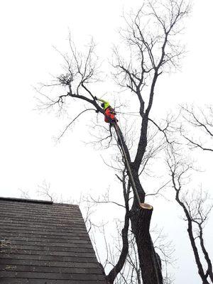 Longhorn Tree Service