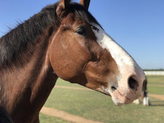 Sargent Equestrian Center