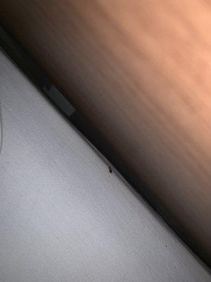 Baby roach on our bed that was crawling in my son.