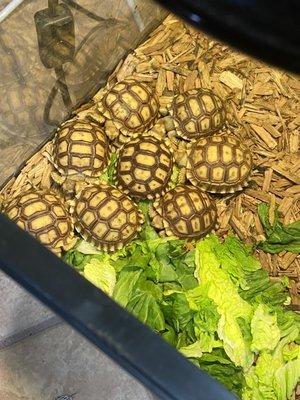 A bunch of little sulcata tortoise