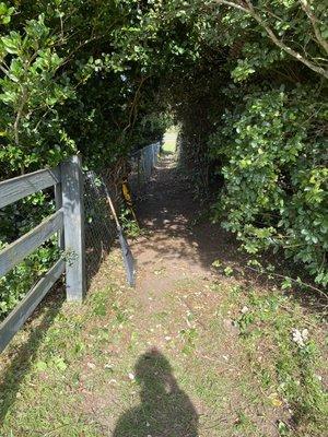 Hedge pathway along fence.