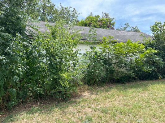 The building is overgrown with brush