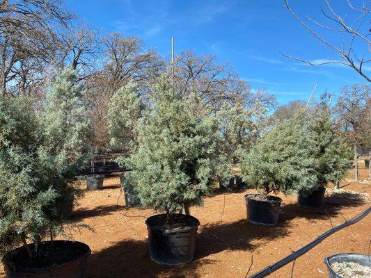 Nice selection of trees at D&B Tree Company. A hidden gem of a tree nursery!