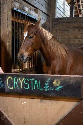 Crystal the horse