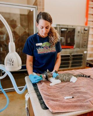 Our Veterinary Assistant, Ashley caring for our surgery patients.