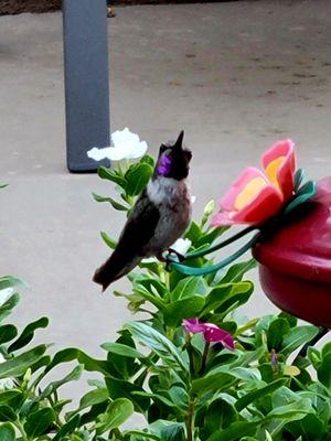 Molly being a happy girl. And this humming bird