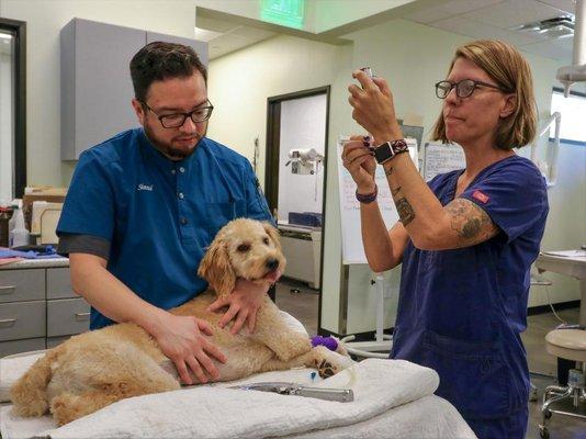 Dedicated veterinary technicians offering the best care to a local Sedona pup.