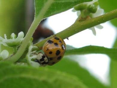 Beneficial Lady Beetle