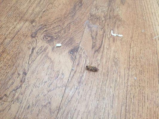 Surprise, another roach. We spent a lot of our own money to kill them off.