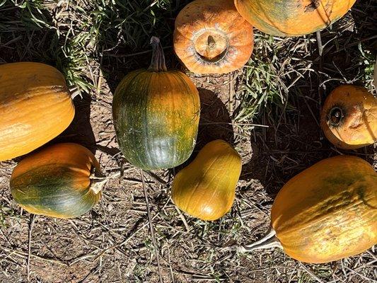 Pumpkins galore.