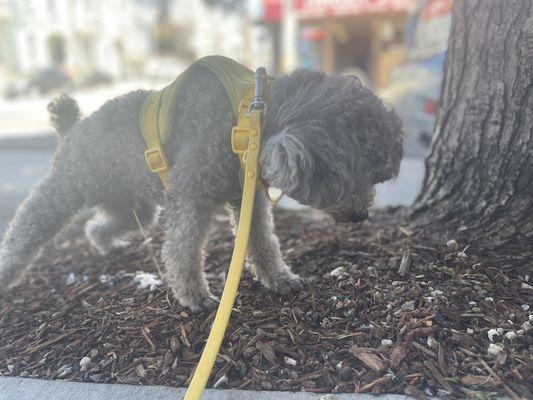 Dog Walking : action shot