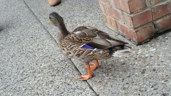 What the duck?