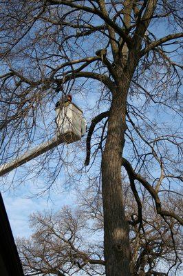 Green Oak Tree Service