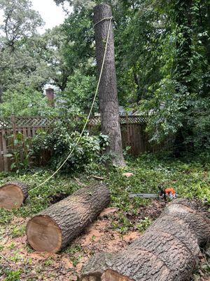 Tree removal