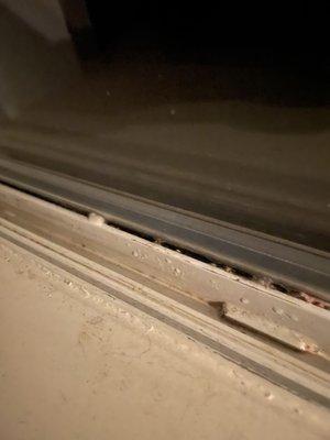 Mold growth within window tracks and seals