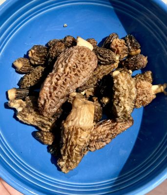 Morels