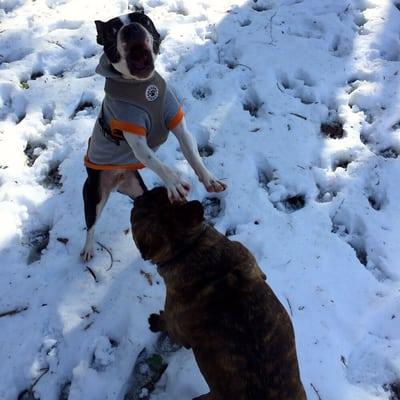 "Throw the ball!" Says Ralphie