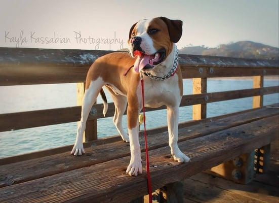 Buster - American Bulldog - Available for Adoption