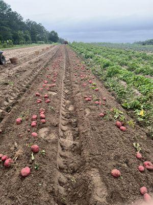 Freshly dug new potatoes