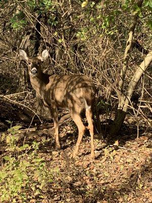 Spotted a deer- looks like he was waiting for me to feed him/her