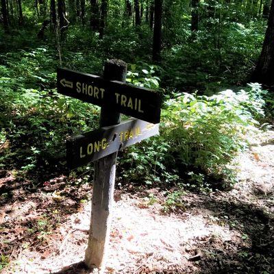 about a quarter mile from the beginning of the forest trail, you get to choose how far you want to hike