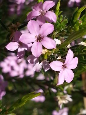 Some of the pretty flowers at Marshall Farms Honey!