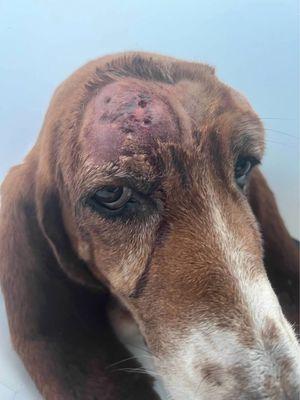 My dog's head after three months of being charged for test that antibiotics could have cured!