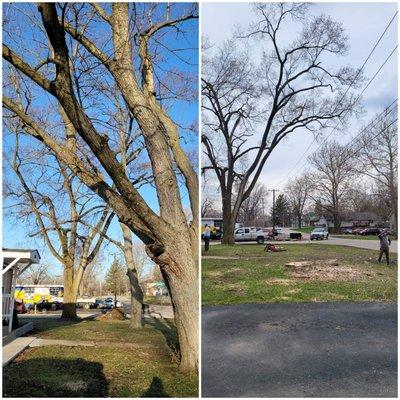 Tree removals