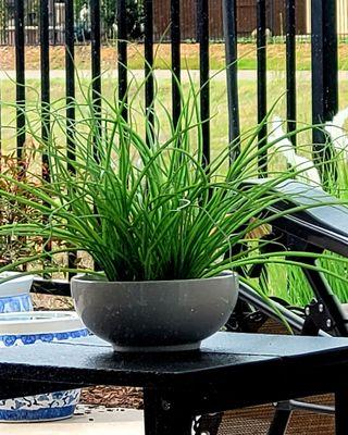 Artificial bowl of grass. So reasonable at Target.