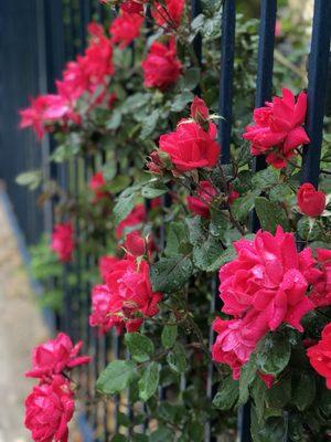 Beautiful flowers throughout the community!