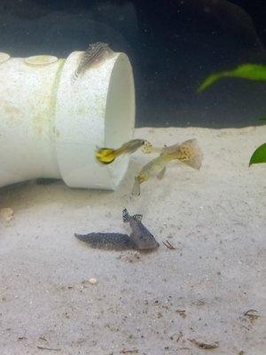 Just a couple hillstream loaches!  These are a great oddball algae eater. (And some endlers snuck in there too)