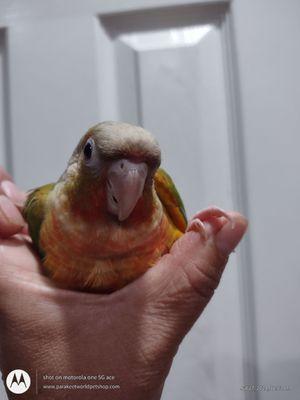 Green cheeked conures and Parakeet