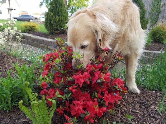 Dogs love gardens too!