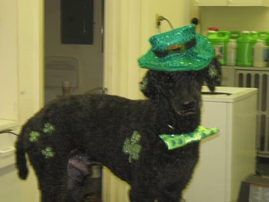 Michael the Standard Poodle