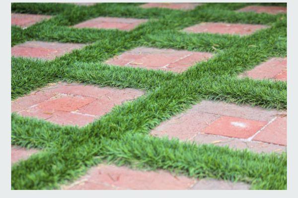 Turf for pavers