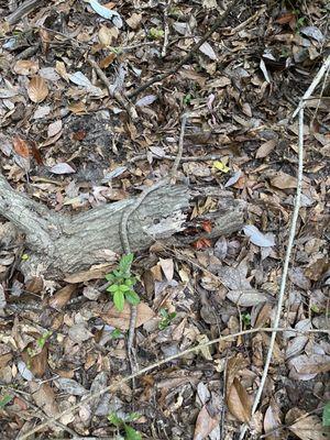 Garter snake