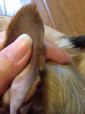 Clipped ear permanently scarred