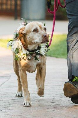 Matching floral dog collar